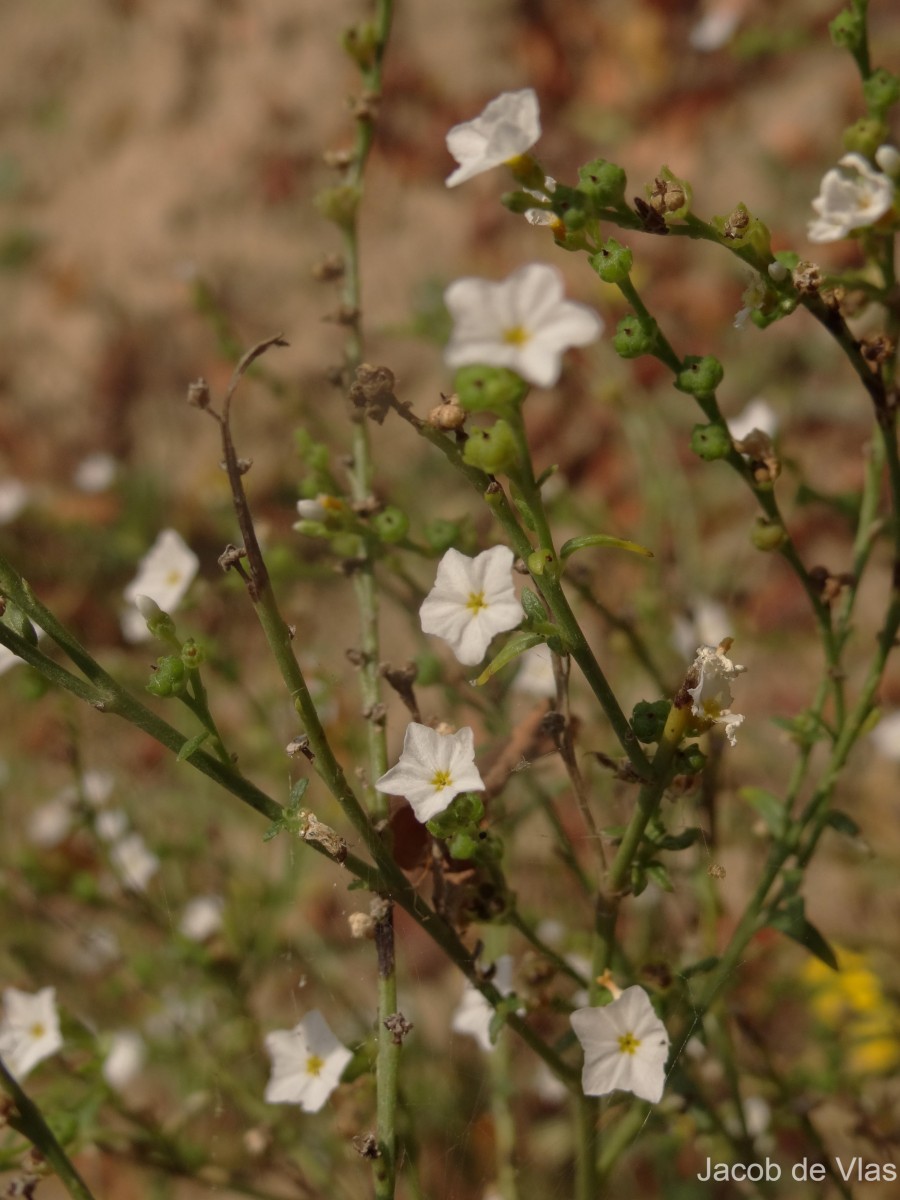 Heliotropium zeylanicum (Burm.f.) Lam.